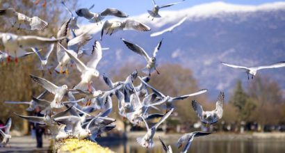 allontanamento volatili sp solution palermo disinfestazione catania sicilia reti dissuasori uccelli